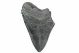 Partial Fossil Megalodon Tooth - South Carolina #362539-1